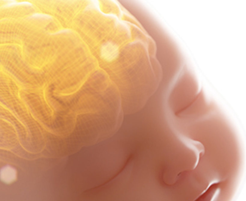 Cómo se desarrolla el cerebro de tu bebé hasta los 9 meses