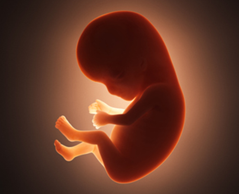 ¿Qué es el tubo neural y cuál es su importancia para mi bebé?